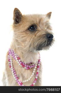 purebred cairn terrier in front of white background