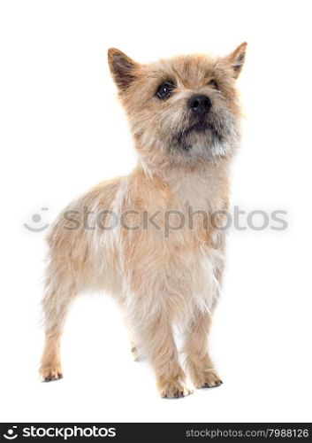purebred cairn terrier in front of white background