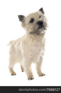 purebred cairn terrier in front of white background