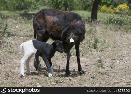 Purebred Cameroon Ewe and Her Lamb