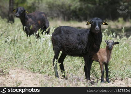 Purebred Cameroon Ewe and Her Lamb