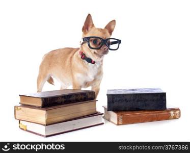 purebred chihuahua and glasses in front of white background