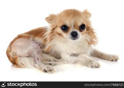 purebred chihuahua and injury in front of white background