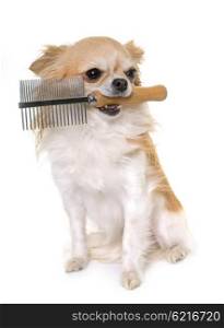purebred chihuahua holding a comb in front of white background