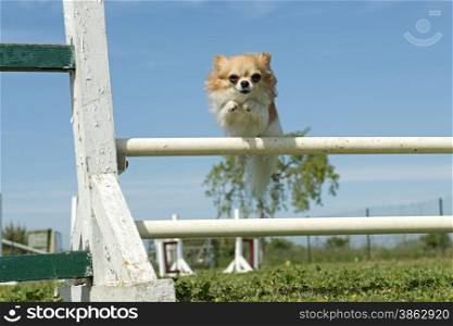 purebred chihuahua in a training of agility