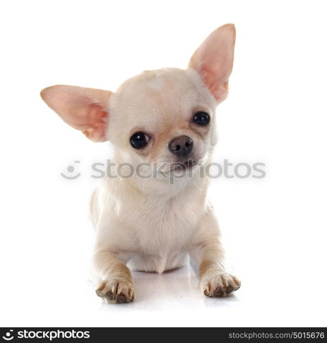 purebred chihuahua in front of white background