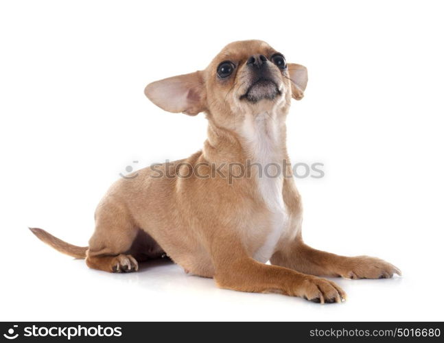 purebred chihuahua in front of white background