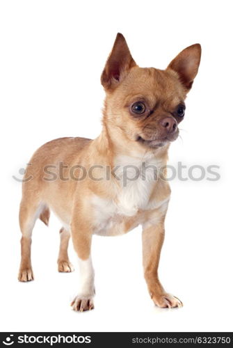 purebred chihuahua in front of white background