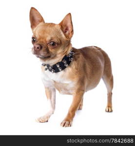 purebred chihuahua in front of white background