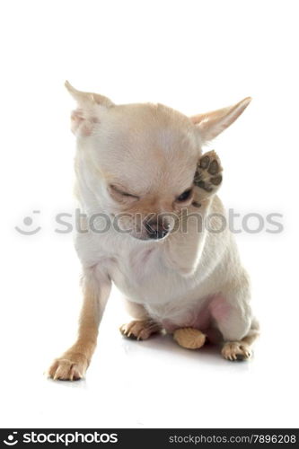 purebred chihuahua in front of white background