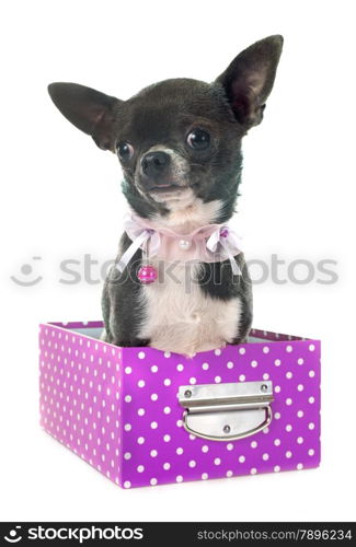 purebred chihuahua in front of white background