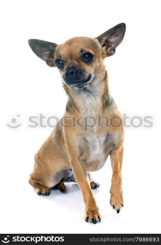 purebred chihuahua in front of white background