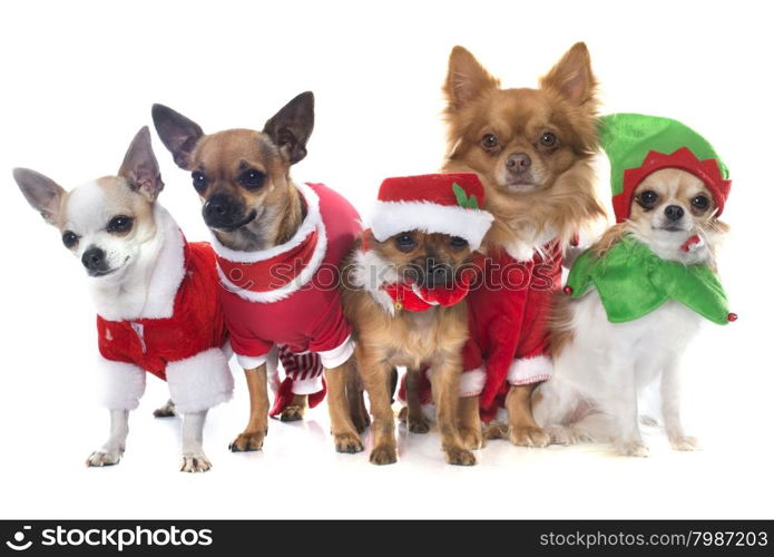 purebred chihuahua in front of white background