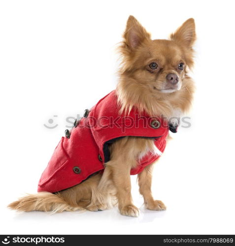 purebred chihuahua in front of white background