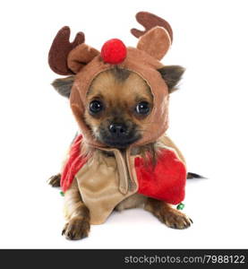 purebred chihuahua in front of white background