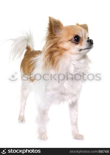 purebred chihuahua in front of white background
