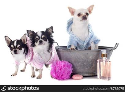 purebred chihuahuas after the bath in front of white background
