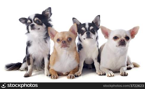 purebred chihuahuas in front of white background