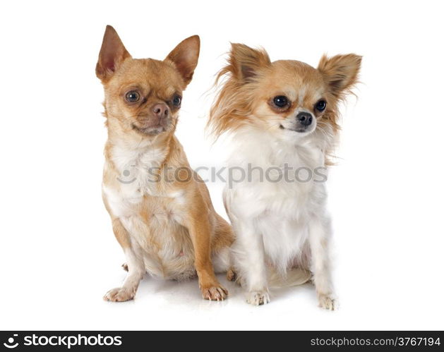 purebred chihuahuas in front of white background