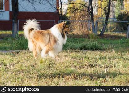 Purebred collie stands on playground for dogs