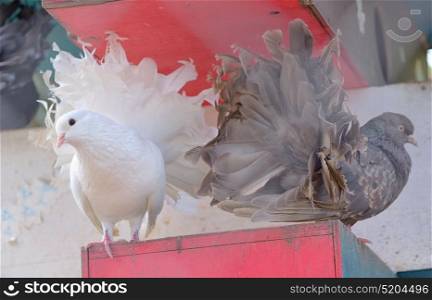 Purebred dove white and brown pigeon