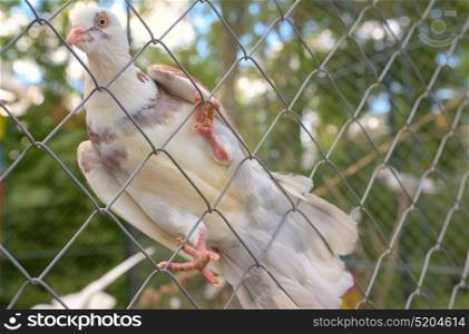 Purebred dove white pigeon on fence