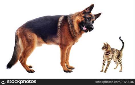 purebred german shepherd and bengal kitten on a white background