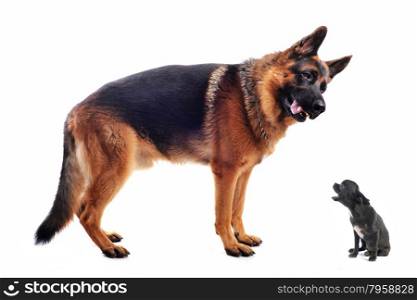 purebred german shepherd and chihuahua on a white background