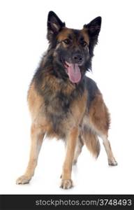 purebred german shepherd in front of white background