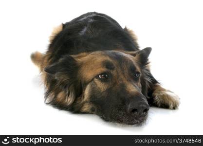 purebred german shepherd in front of white background
