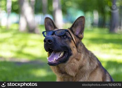 Purebred German Shepherd with Tongue Outside in Park Lawn Green Grass. Cute Dog Portrait with Sunglasses. Funny Summer Looking. brown Fury Adorable Companion with Smile. Lovely Friend.. Cute German Shepherd Dog Portrait with Sunglasses.