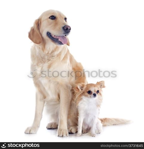 purebred golden retriever and chihuahua in front of a white background