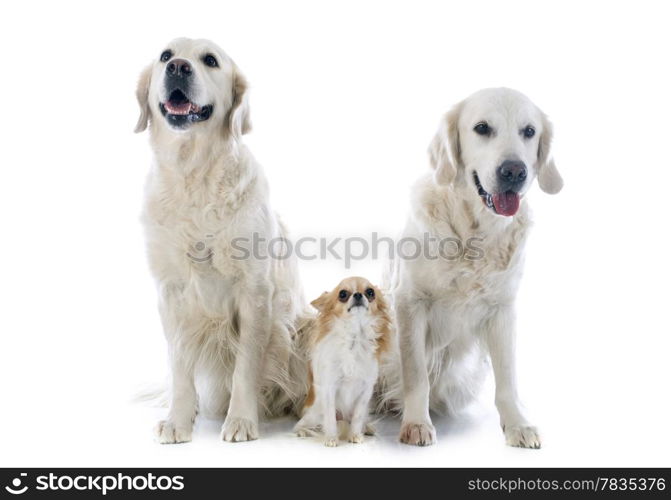 purebred golden retriever and chihuahua in front of a white background