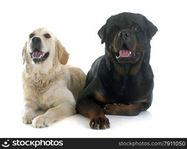 purebred golden retriever and rottweiler in front of a white background