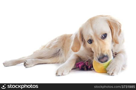 purebred golden retriever in front of a white background