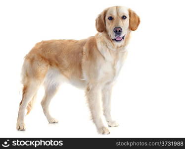 purebred golden retriever in front of a white background