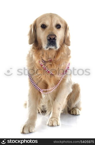 purebred golden retriever in front of a white background