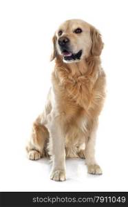 purebred golden retriever in front of a white background