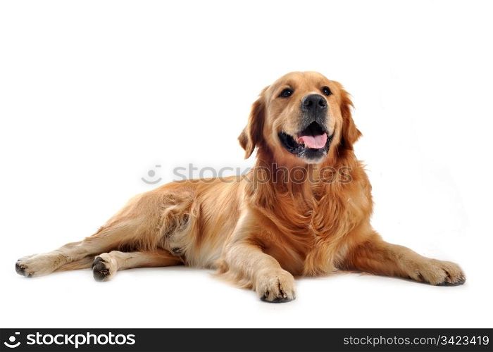purebred golden retriever laid down in front of a white background