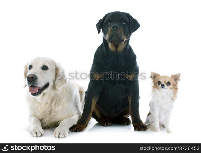 purebred golden retriever, puppy rottweiler and chihuahua in front of a white background