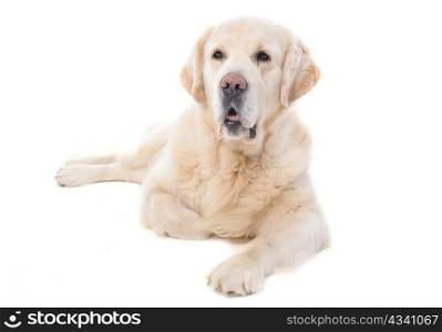 purebred golden retriever sitting in front of a white background