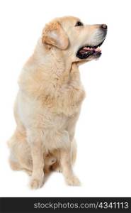 purebred golden retriever sitting in front of a white background