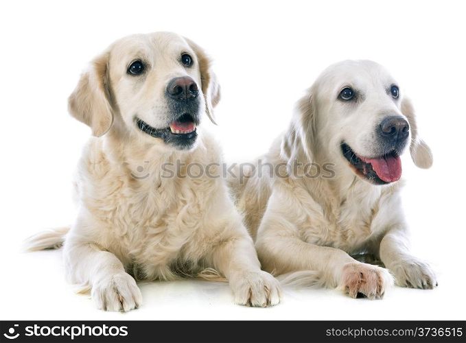 purebred golden retrievers in front of a white background