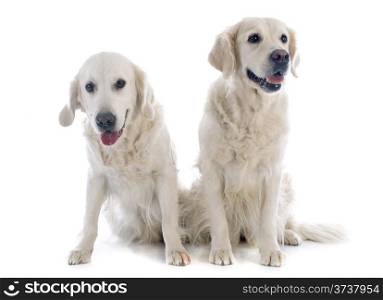 purebred golden retrievers in front of a white background