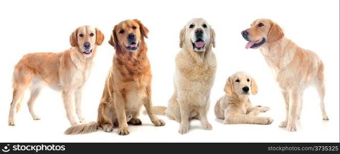 purebred golden retrievers sin front of a white background