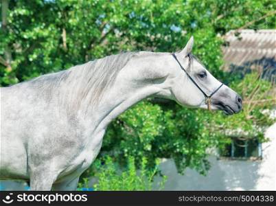 purebred gray Arabian stallion
