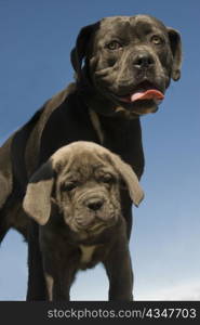 purebred italian mastiff mother and puppy together