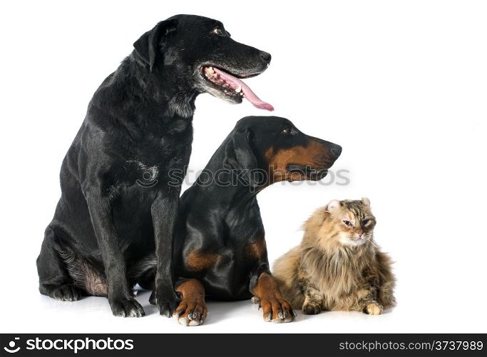 purebred labrador retriever, american curl cat and dobermann in front of a white background