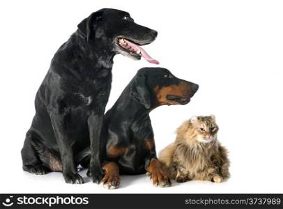 purebred labrador retriever, american curl cat and dobermann in front of a white background