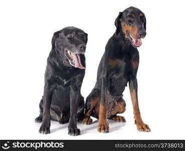 purebred labrador retriever and dobermann in front of a white background